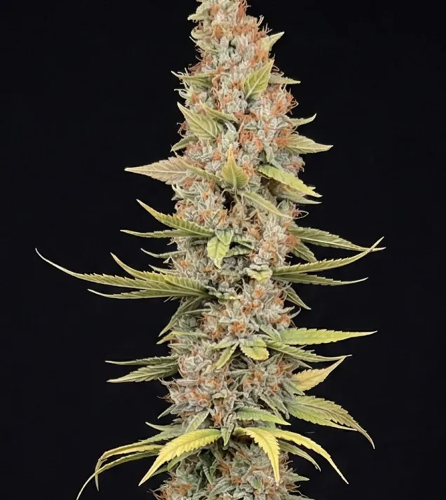 Jack Herer Fast