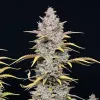 Lemon Haze Auto