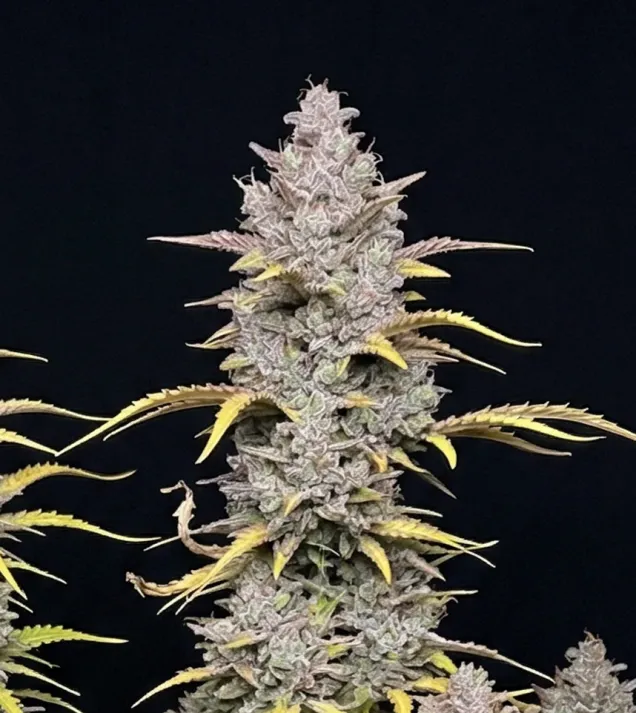 Lemon Haze Auto