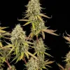 Lemon Haze Fast