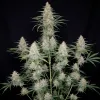 Orange Sherbet