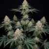 Purple Punch F1