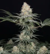 Purple Punch