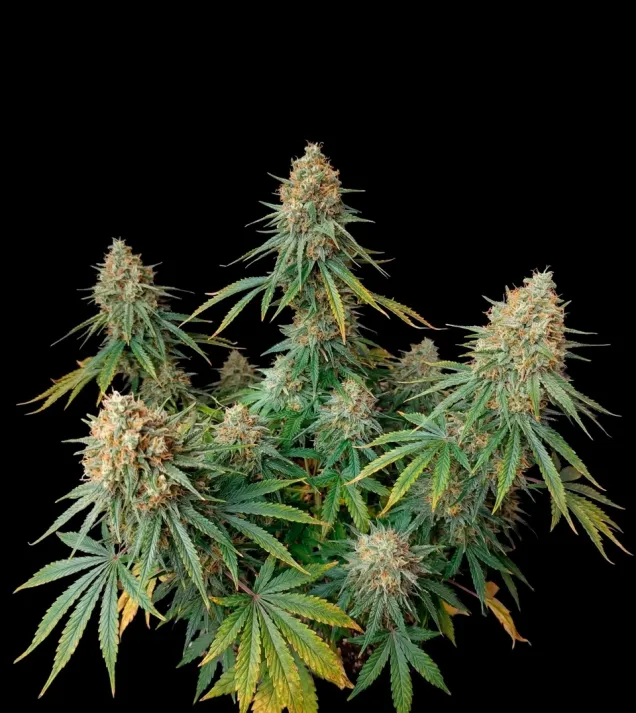 Skunk Fast