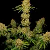 Tropicana Cookies Purple Auto