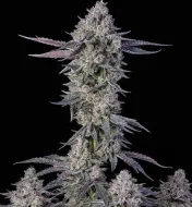 White Russian F1