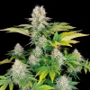 White Widow Fast