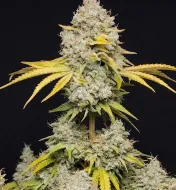 Wedding Crasher F1
