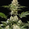 Sunset Sherbet Fast