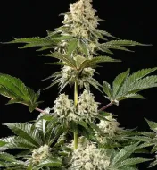 Sunset Sherbet Fast