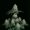 OG Kush F1