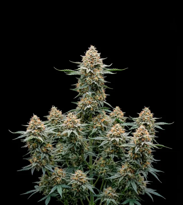 Fast Bud Auto