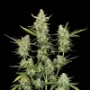 Fat Bastard Auto