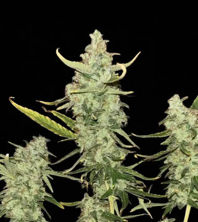 Fat Bastard Auto