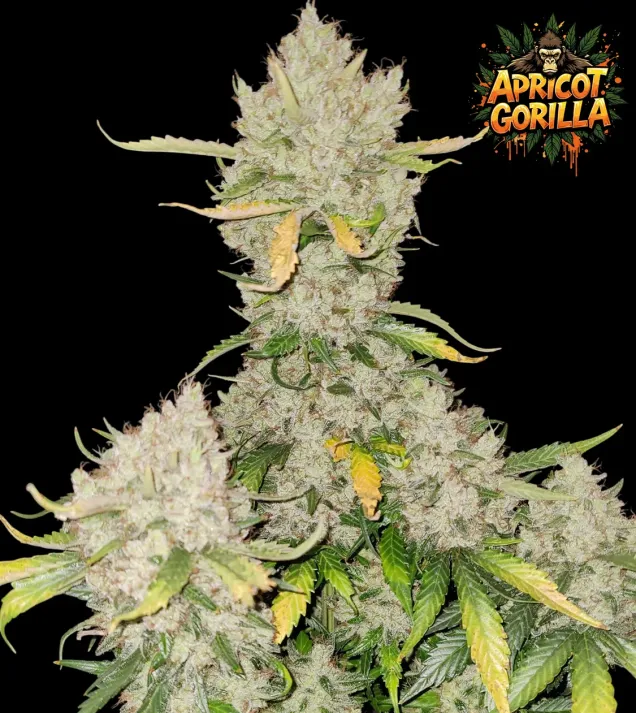 Apricot Gorilla Auto