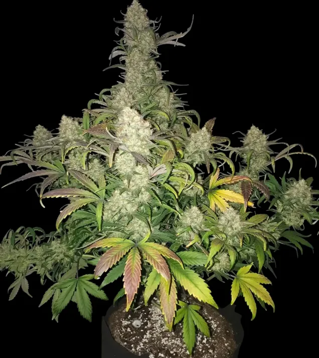 Apricot Gorilla Auto