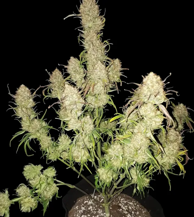 Apricot Gorilla Auto