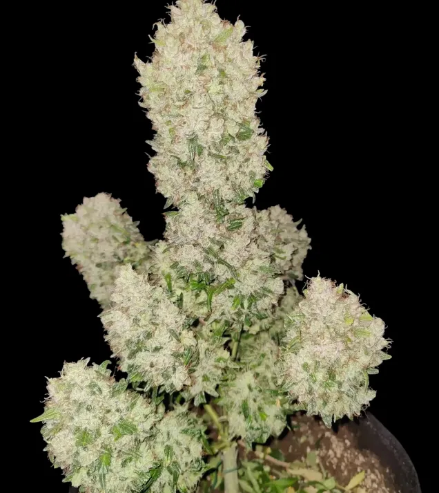 Apricot Gorilla Auto