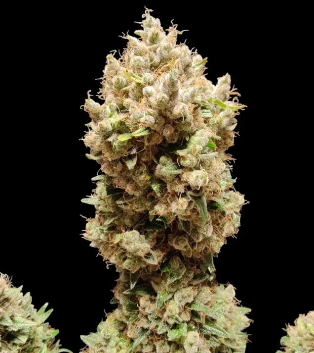 Apricot Gorilla Auto