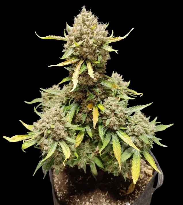 Apricot Gorilla Auto