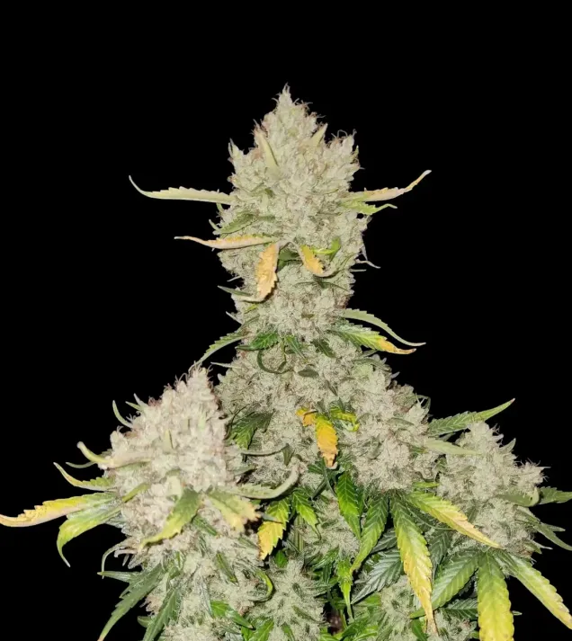 Apricot Gorilla Auto