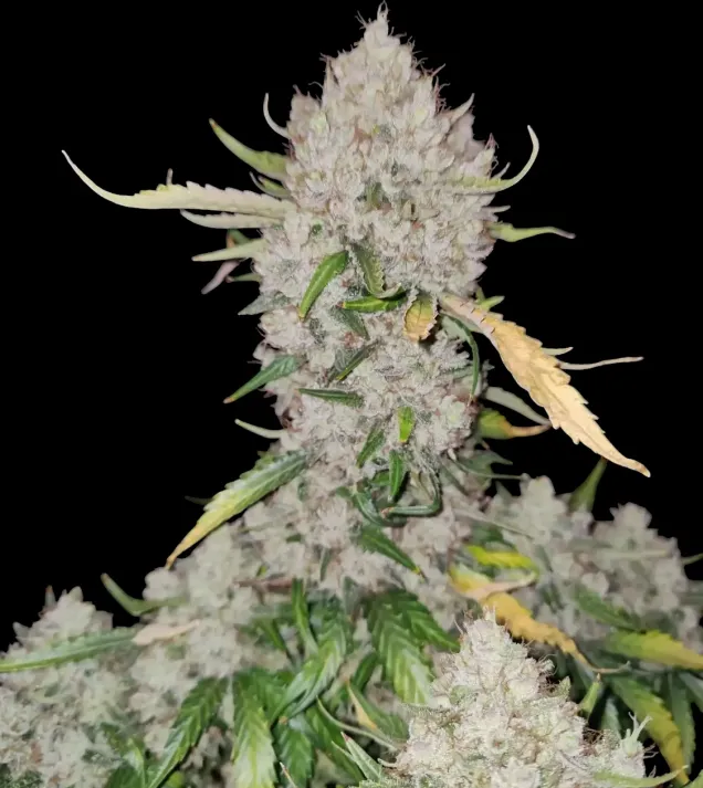 Apricot Gorilla Auto