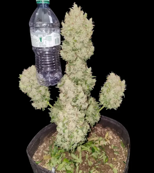 Apricot Gorilla Auto