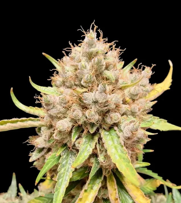 Apricot Gorilla Auto