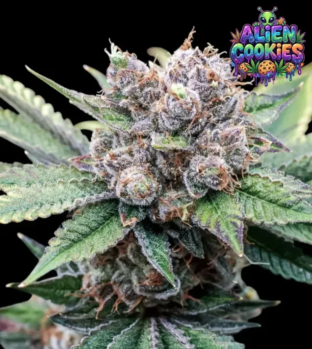Alien Cookies