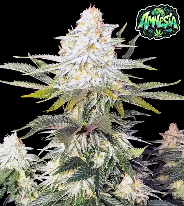 Amnesia
