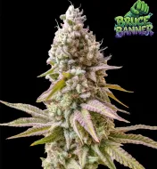 Bruce Banner