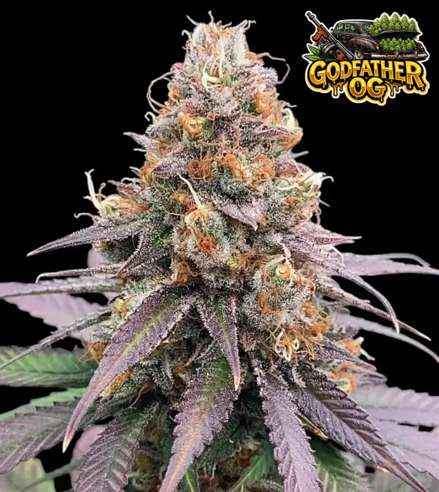 Godfather OG Auto