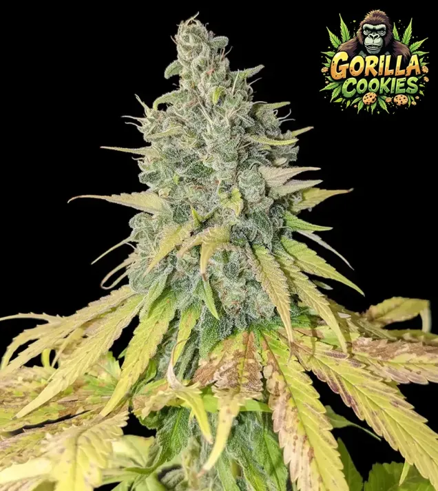Gorilla Cookies
