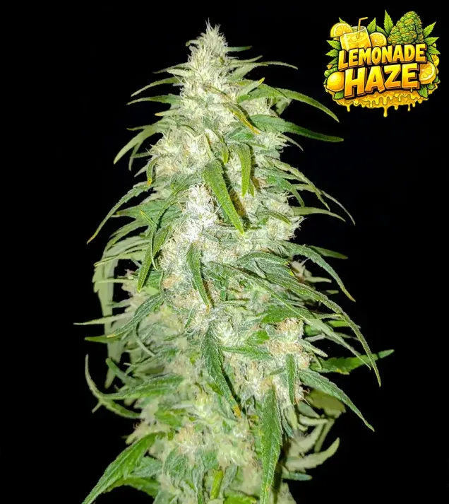 Lemonade Haze