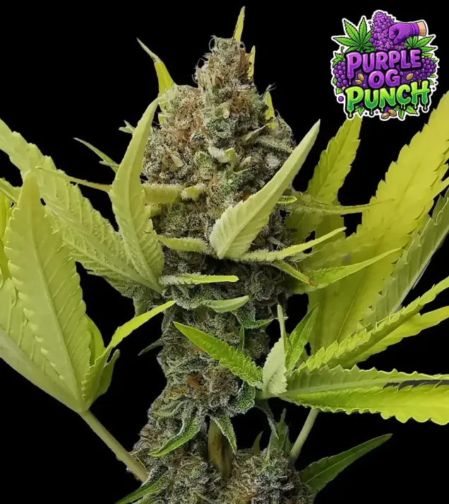Purple OG Punch
