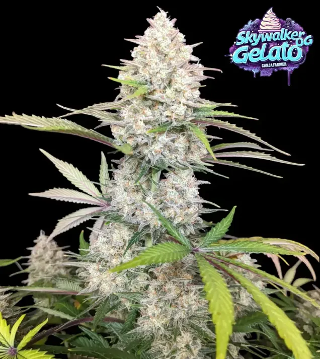 Skywalker OG Gelato Auto