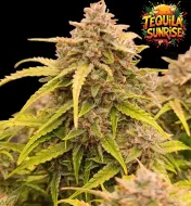 Tequila Sunrise Auto