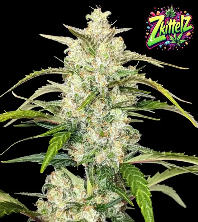 Zkittelz XL Auto