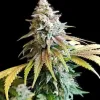 White Widow - Ganja Farmer