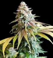 White Widow - Ganja Farmer