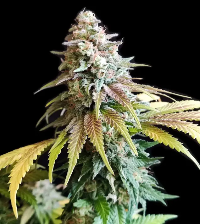 White Widow - Ganja Farmer