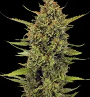 Acapulco Gold Regular