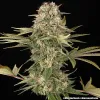 Master Kush Regular