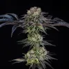 Julian Marley Special