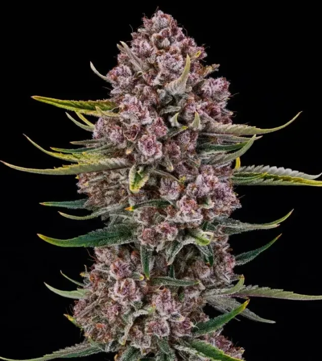 Purplenade XXL Auto