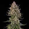 Triangle Kush Auto