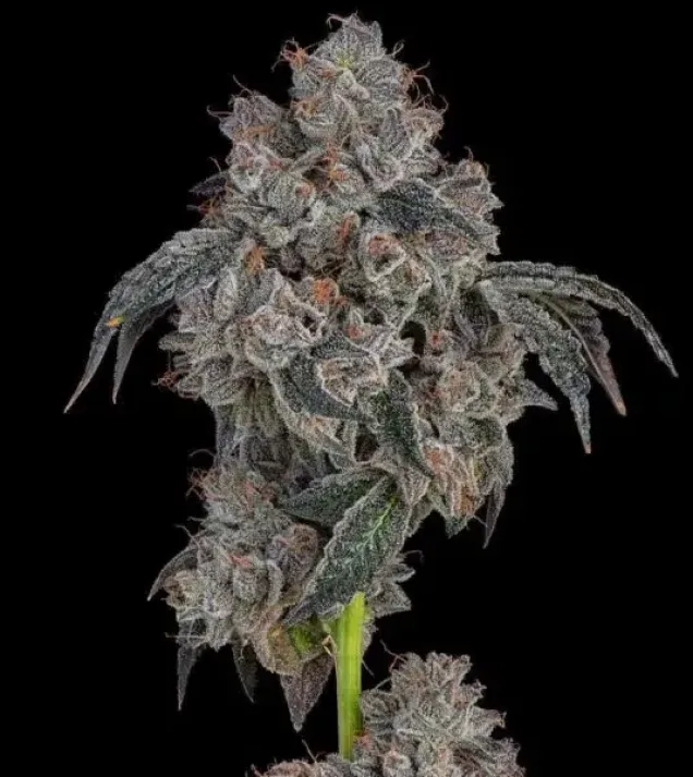 Blueberry Cherries