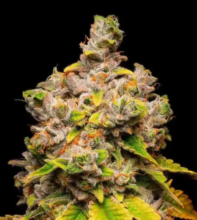 Lemon Cherry Sherb