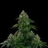 Banana Kush Auto