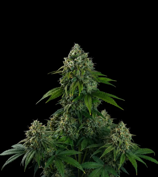 Banana Kush Auto